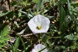 View full-size image Convolvulus lineatus
