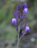 Linaria pelisseriana