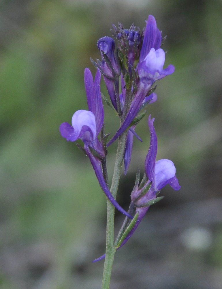 Image of Linaria pelisseriana specimen.