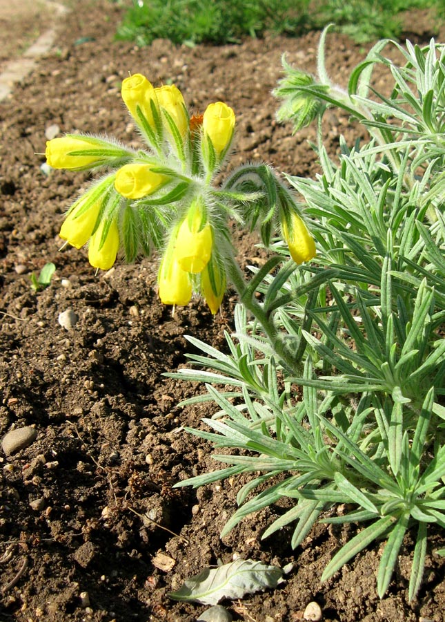 Image of Onosma polyphylla specimen.