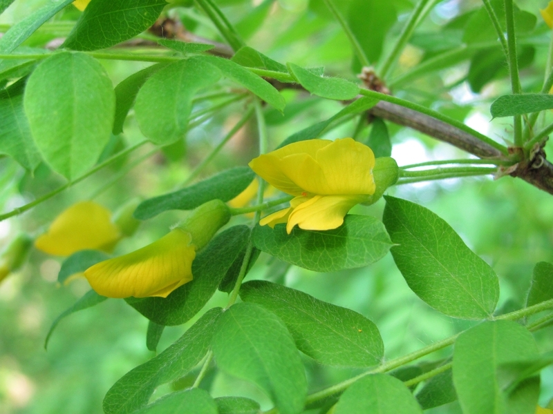 Image of Caragana arborescens specimen.