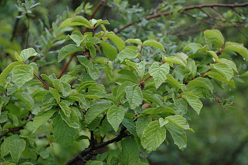 Image of Louiseania ulmifolia specimen.