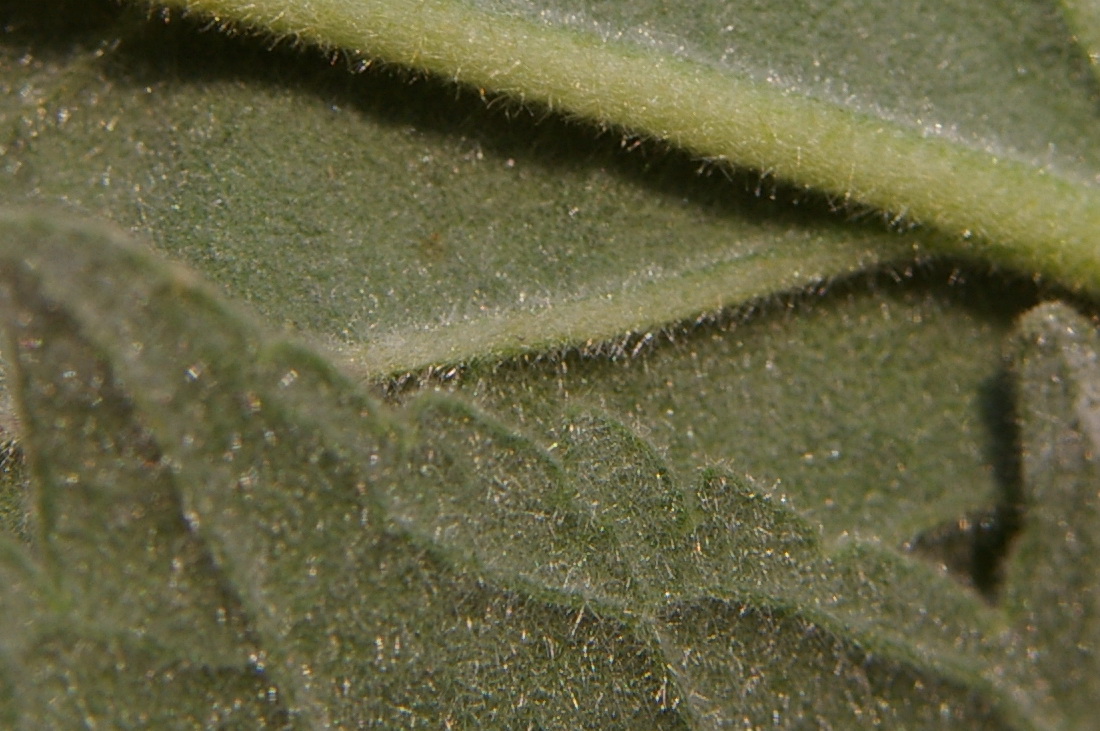 Image of Althaea taurinensis specimen.