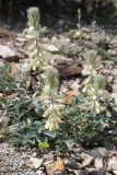 Смотреть изображение Hedysarum candidum