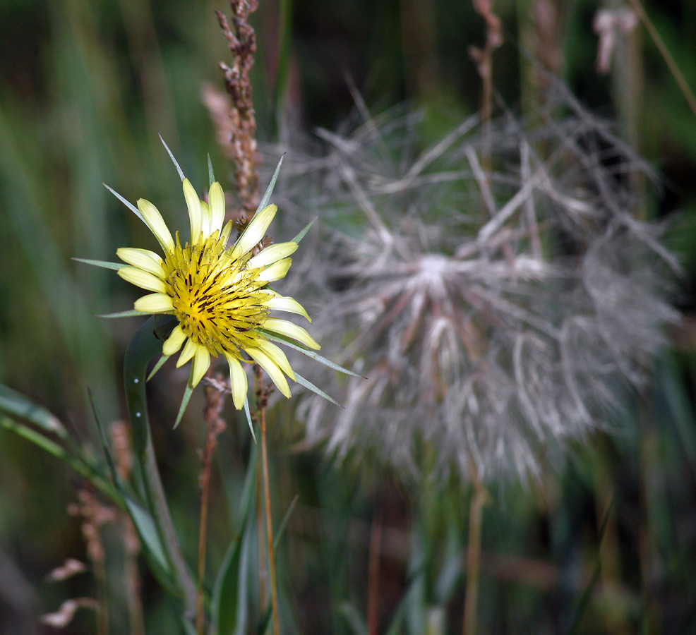 Image of Tragopogon dubius ssp. major specimen.