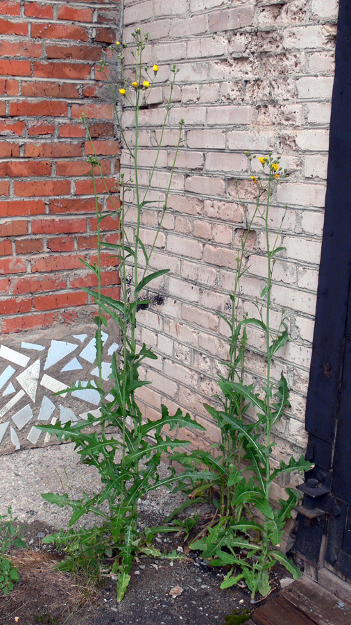 Image of Sonchus arvensis specimen.