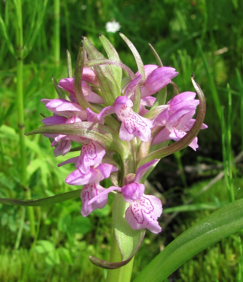 Изображение особи Dactylorhiza incarnata.