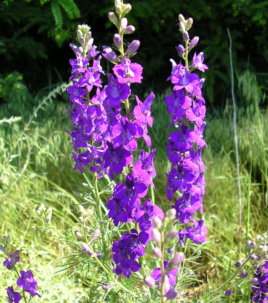 Изображение особи Delphinium hispanicum.