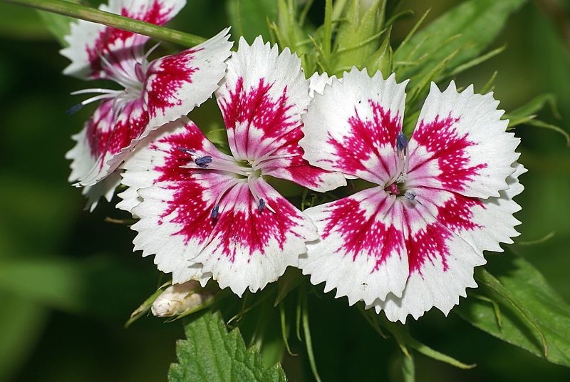 Изображение особи Dianthus barbatus.