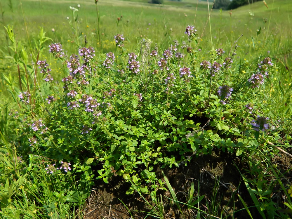 Image of Thymus pulegioides specimen.