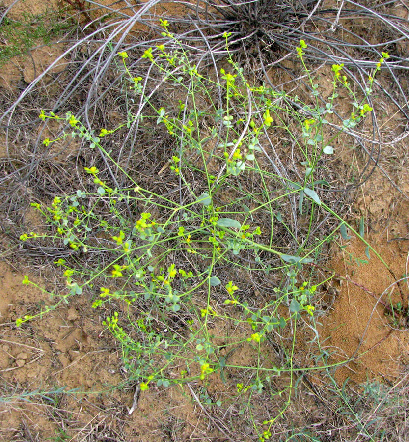 Изображение особи Euphorbia seguieriana.