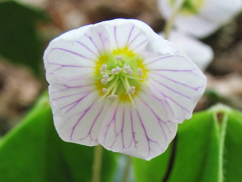 Image of Oxalis acetosella specimen.