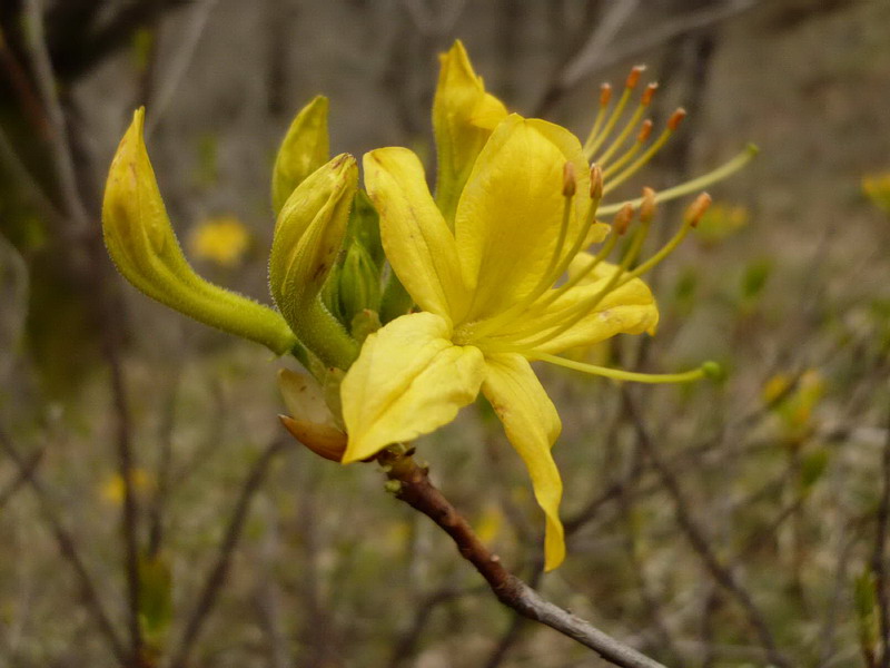 Image of Rhododendron luteum specimen.