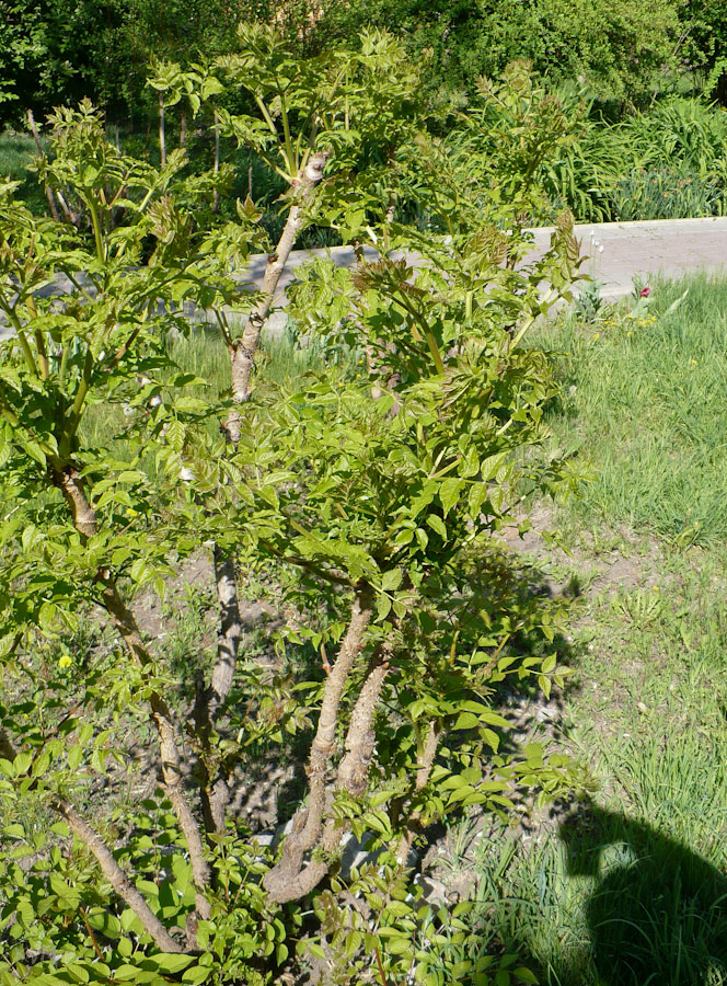 Image of genus Aralia specimen.