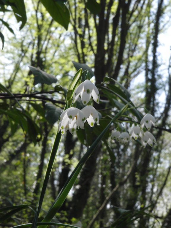 Image of Leucojum aestivum specimen.