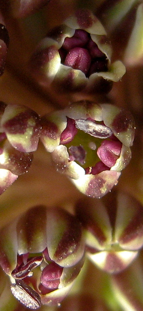 Image of Allium curtum specimen.