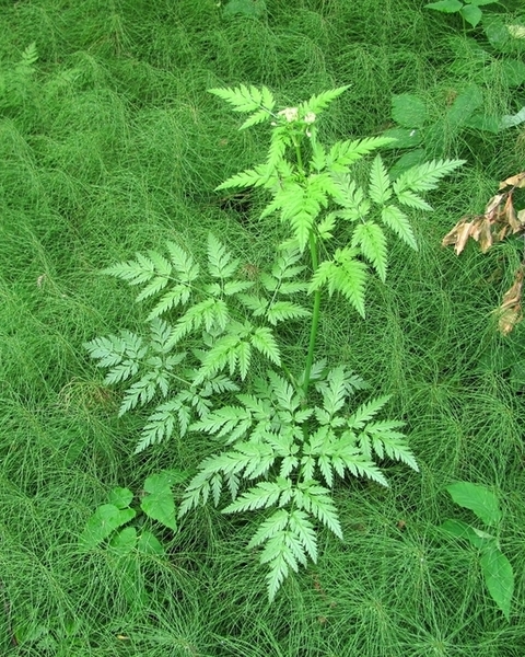 Image of Anthriscus sylvestris specimen.