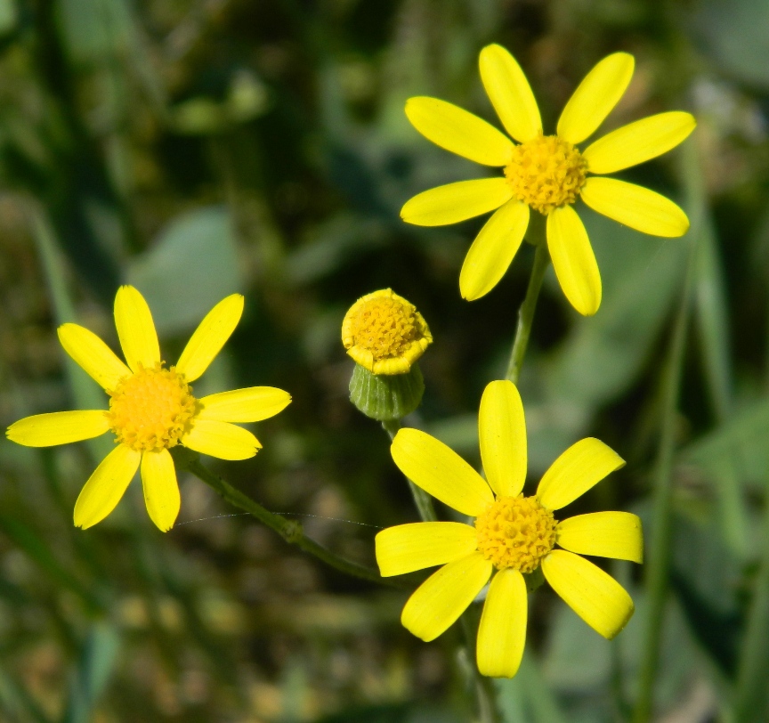 Изображение особи Senecio vernalis.