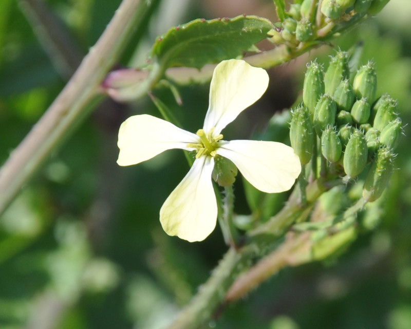 Изображение особи Raphanus raphanistrum.