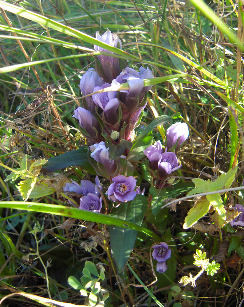 Изображение особи Gentianella biebersteinii.