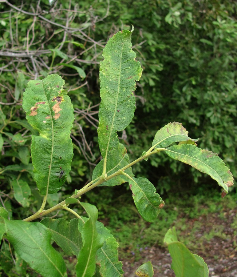 Image of Salix cinerea specimen.