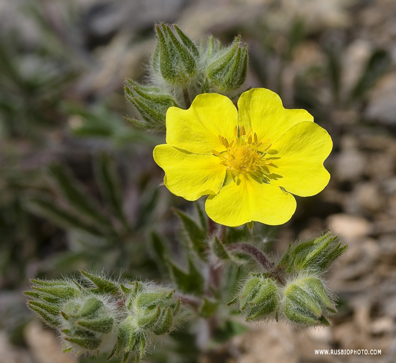 Изображение особи Potentilla astracanica.