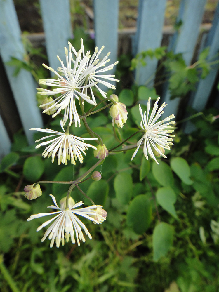 Изображение особи Thalictrum contortum.