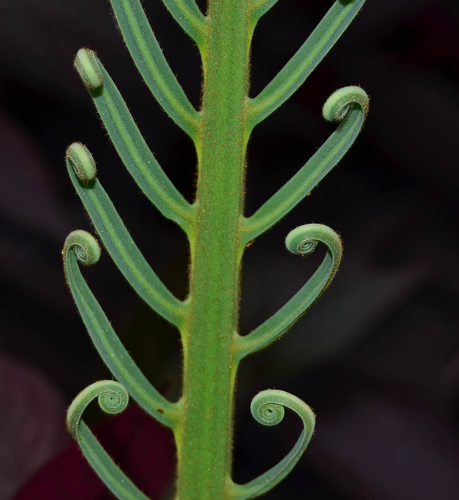 Image of Cycas thouarsii specimen.