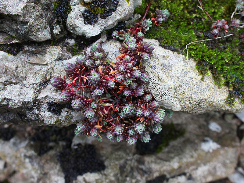 Image of Sedum pallidum specimen.