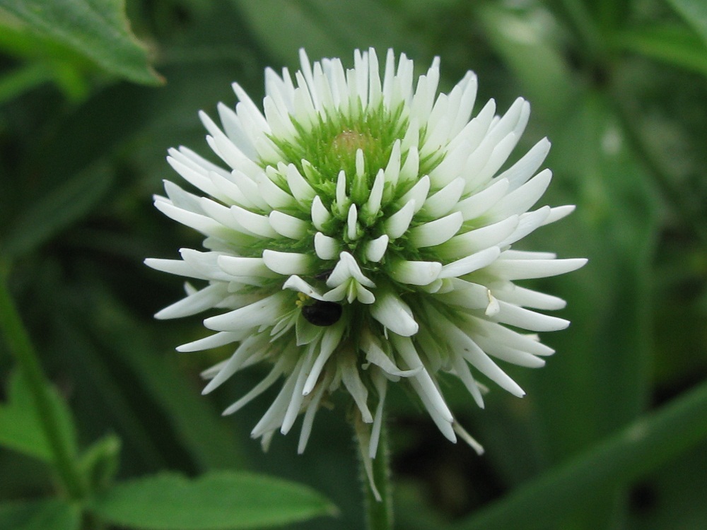 Image of Trifolium montanum specimen.