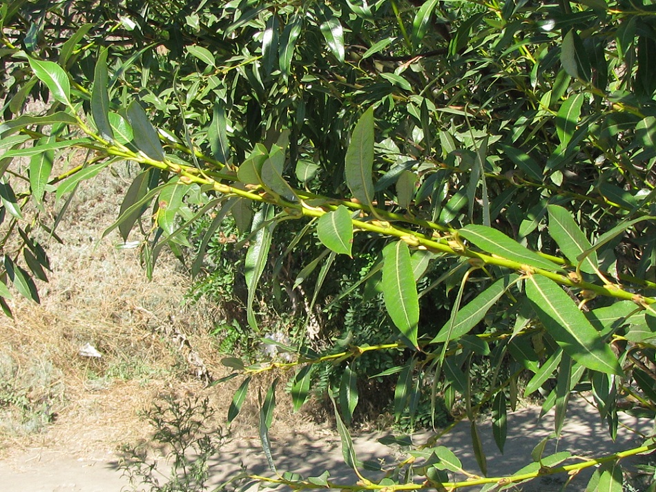 Image of Salix acutifolia specimen.