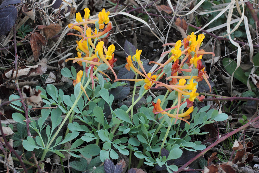 Image of Corydalis sewerzowii specimen.