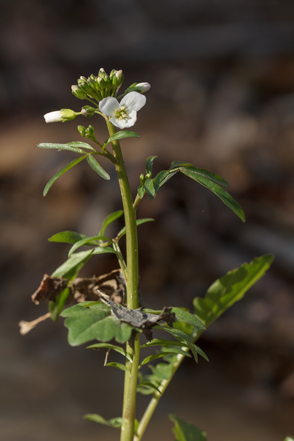 Image of Cardamine seidlitziana specimen.