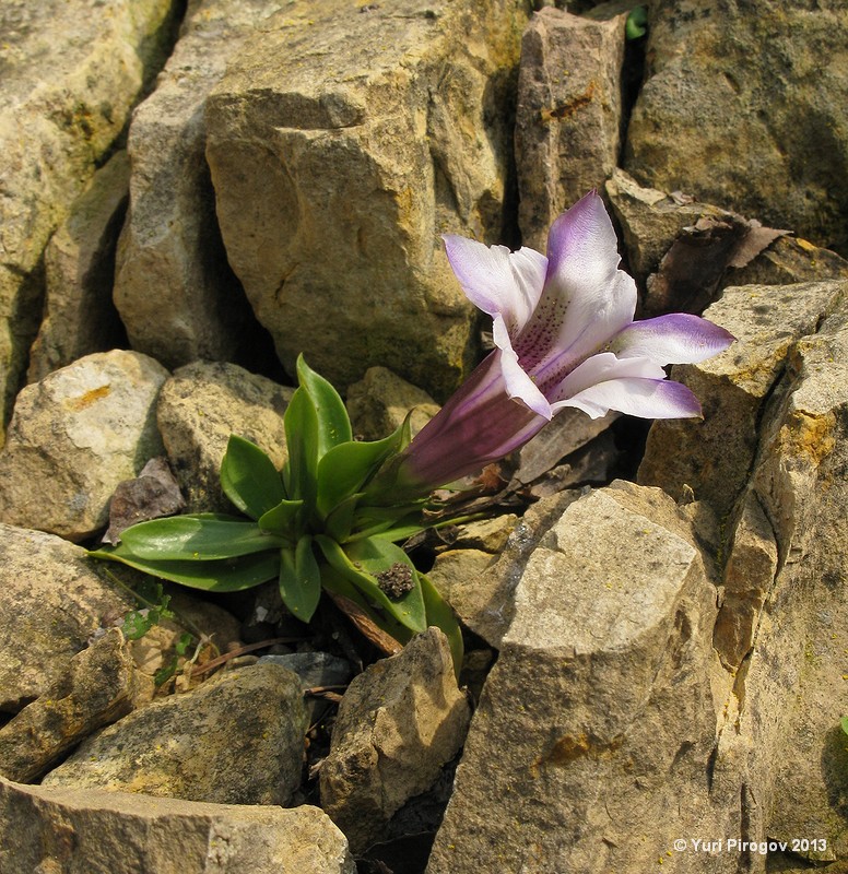 Image of Gentiana clusii specimen.