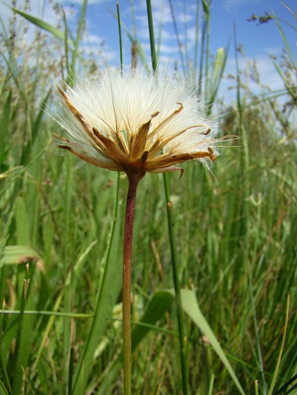 Image of Scorzonera parviflora specimen.