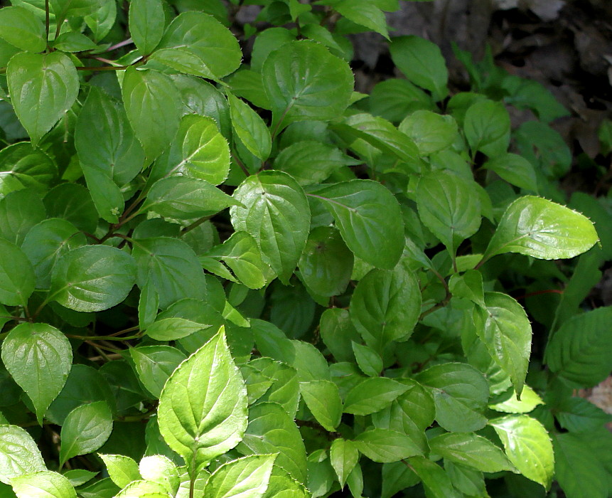 Изображение особи Helwingia japonica.