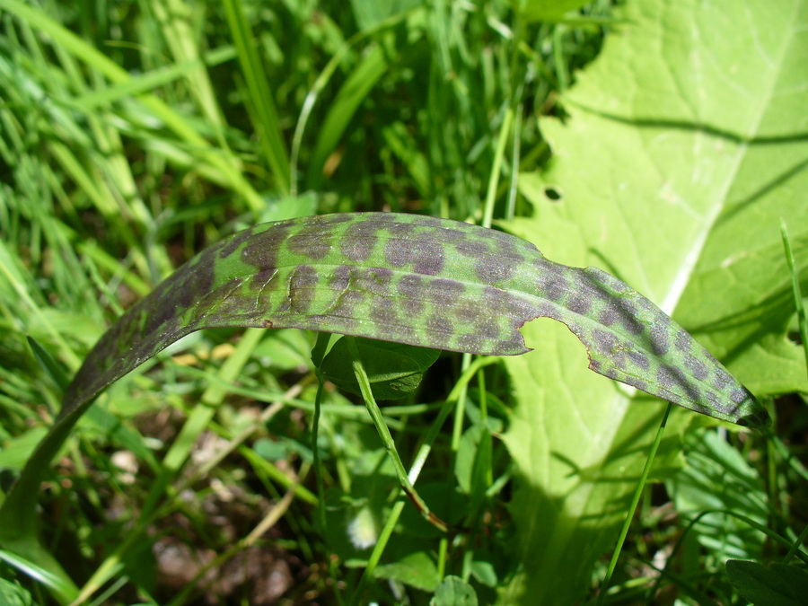 Image of Dactylorhiza fuchsii specimen.