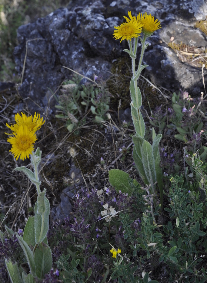 Изображение особи Inula oculus-christi.