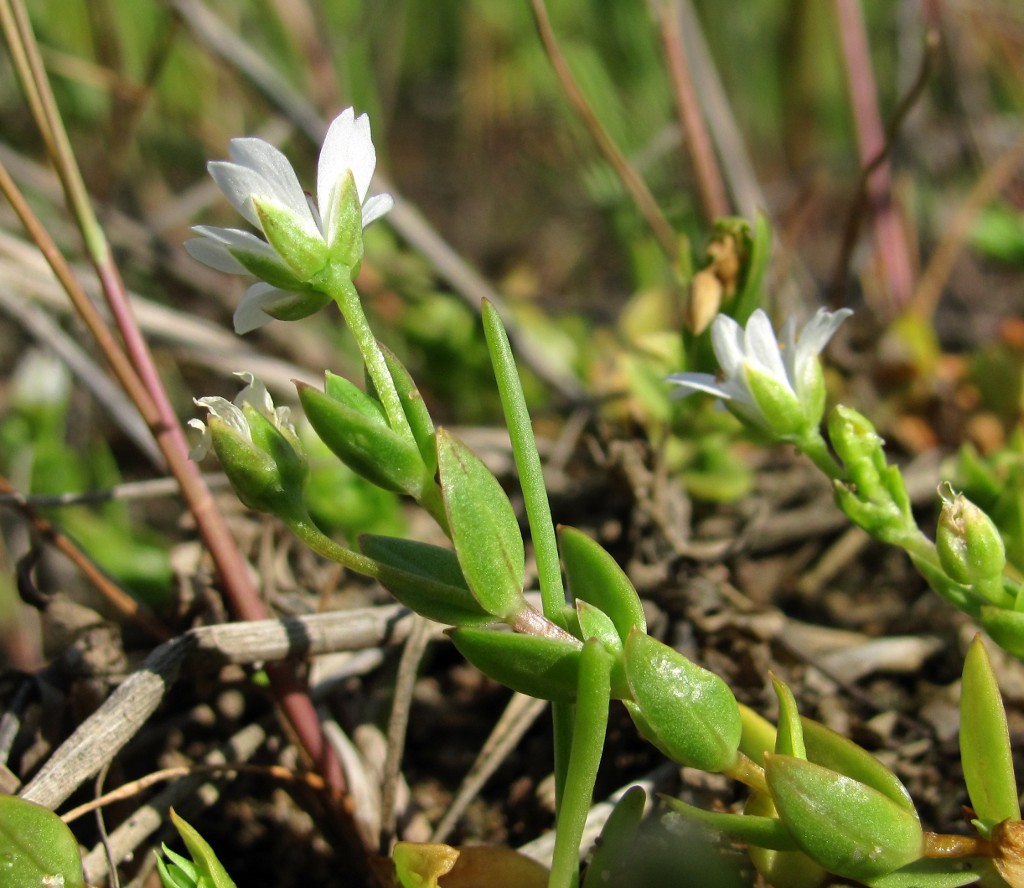 Image of Stellaria humifusa specimen.