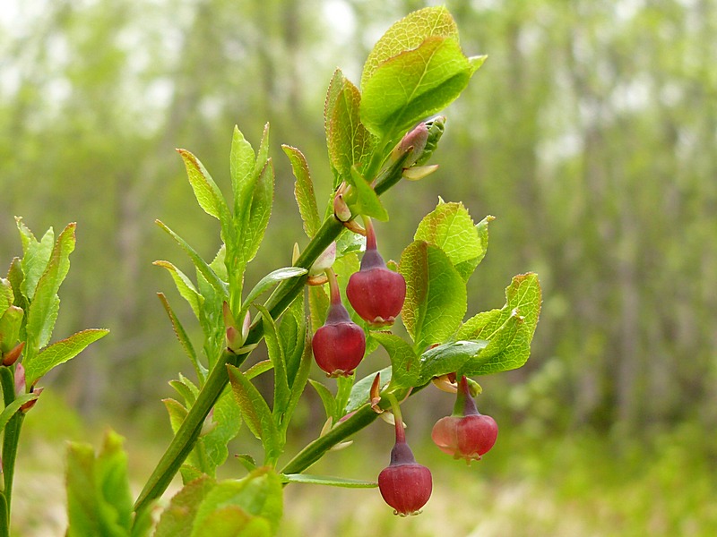 Изображение особи Vaccinium myrtillus.