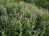 Mentha longifolia. Цветущие растения. Краснодарский край, окр. г. Крымск, пойма р. Адагум, разнотравный луг. 21.07.2013.