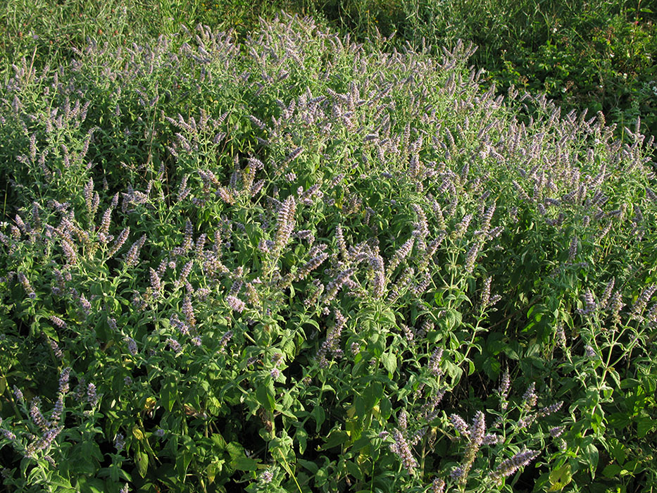 Image of Mentha longifolia specimen.