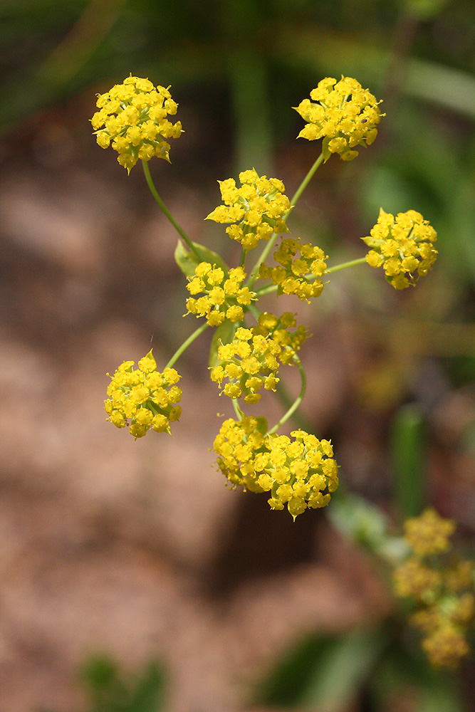 Image of genus Bupleurum specimen.