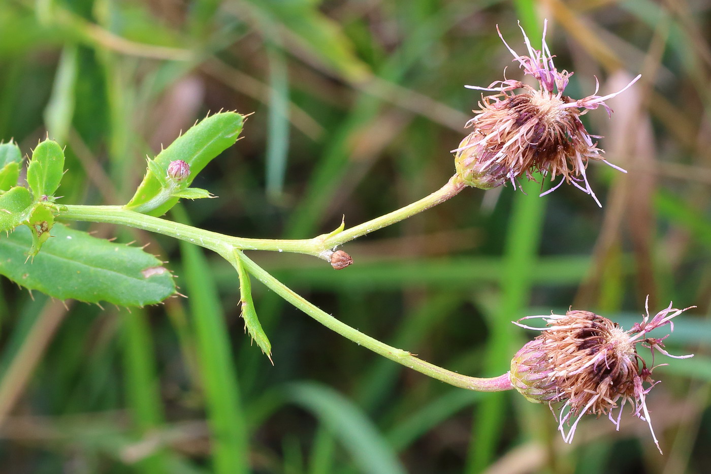 Image of Cirsium setosum specimen.