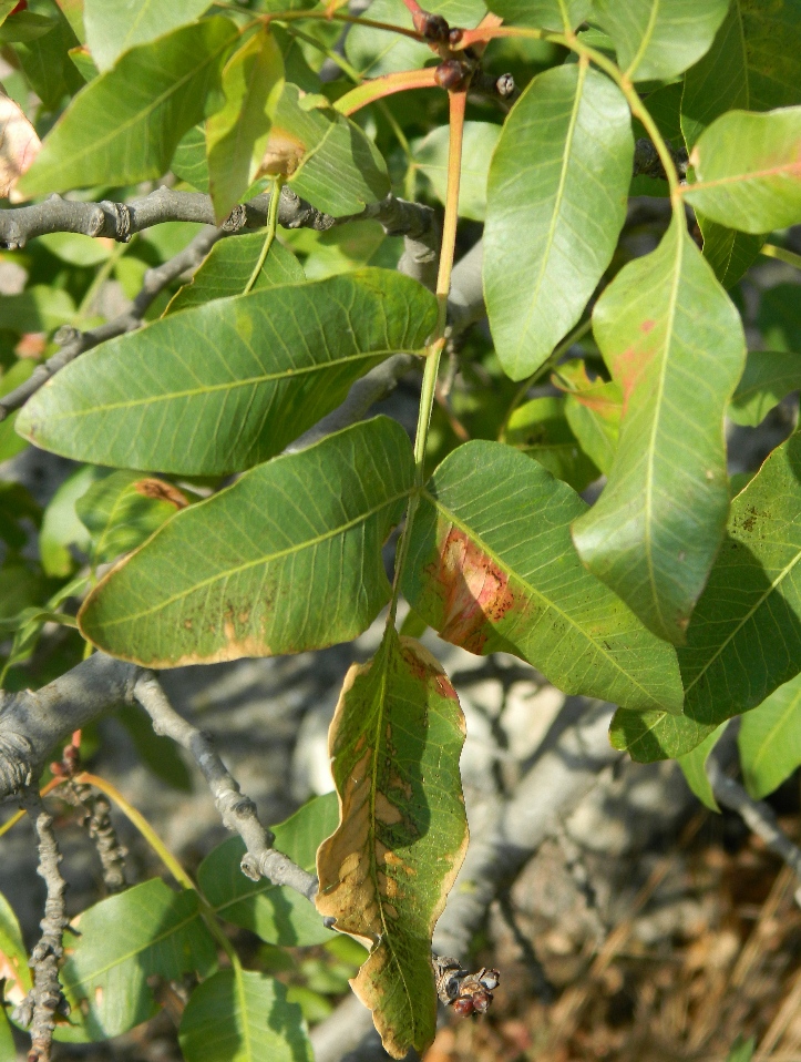 Image of Pistacia mutica specimen.