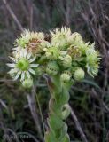 genus Sempervivum. Верхушка цветущего растения. Украина, Хмельницкая обл., г. Каменец-Подольский, у обрыва каньона р. Смотрич. 22 сентября 2013 г.