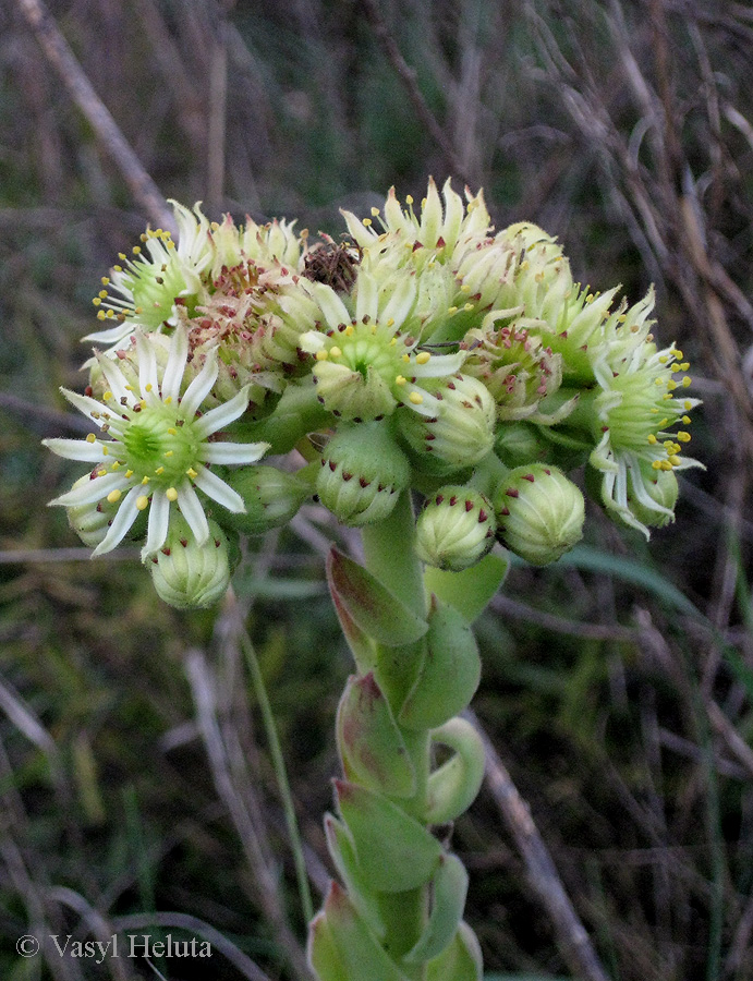 Image of genus Sempervivum specimen.