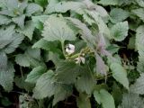 Смотреть изображение Lamium album