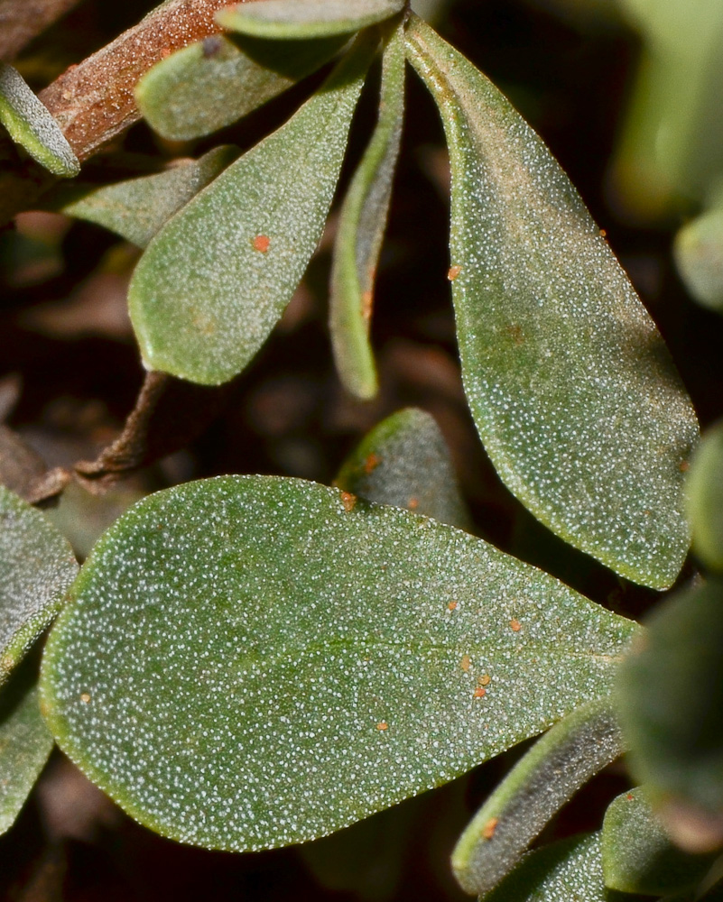 Image of Globularia arabica specimen.