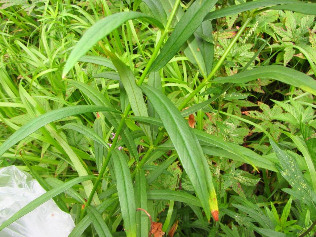 Image of Lysimachia davurica specimen.